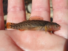 Etheostoma radiosum