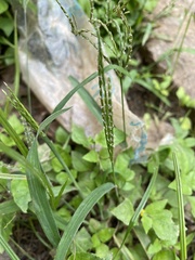 Digitaria ternata