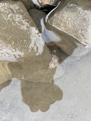 Goniobranchus bombayanus