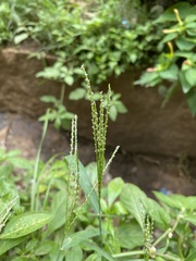 Digitaria ternata