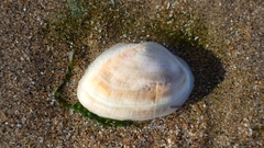 Ruditapes decussatus