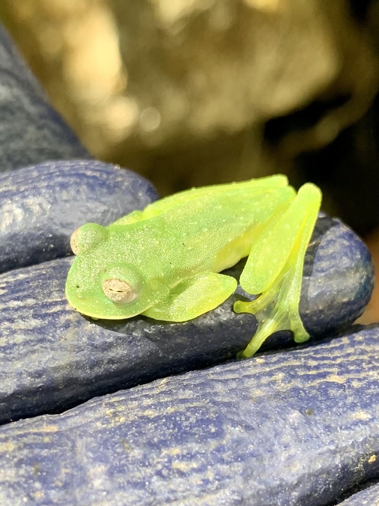 Pistipata Cochran Frog