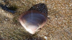 Mactra stultorum