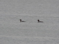 Mergus merganser