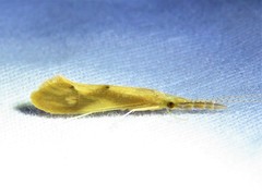 Triaenodes marginatus