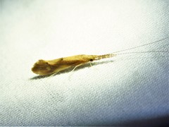 Triaenodes marginatus