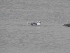 Larus californicus