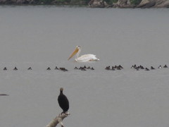 Pelecanus erythrorhynchos