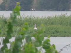 Leucophaeus pipixcan