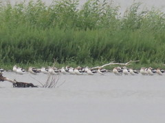 Recurvirostra americana