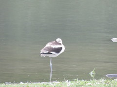 Recurvirostra americana