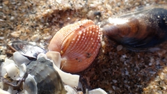 Acanthocardia tuberculata