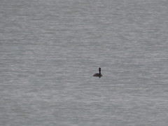 Podiceps nigricollis