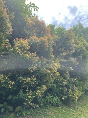 Syzygium myrtifolium