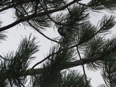 Poecile atricapillus