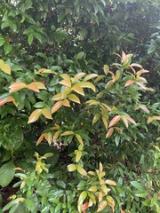 Syzygium myrtifolium
