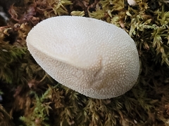 Bryoperdon acuminatum