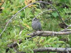 Dumetella carolinensis