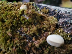 Bryoperdon acuminatum