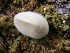 Bryoperdon acuminatum