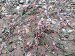 Polygonum equisetiforme