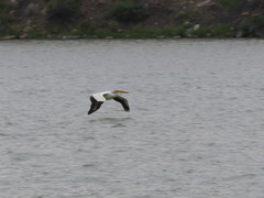 Pelecanus erythrorhynchos