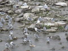 Leucophaeus pipixcan