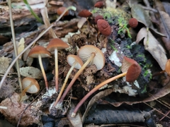 Marasmius cohaerens lachnophyllus