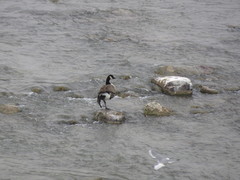 Branta canadensis