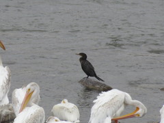 Nannopterum brasilianum