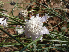 Cephalaria transsylvanica