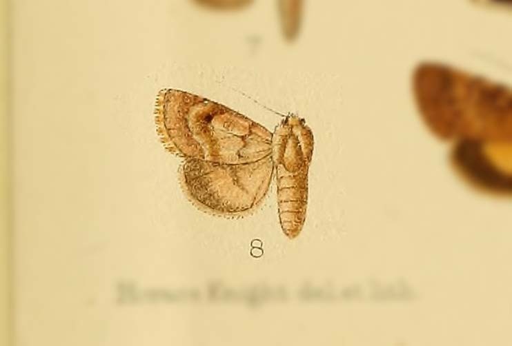 Metopoceras delicata