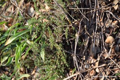 Thymus lacaitae