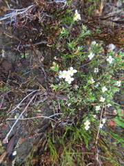 Lachnaea filicaulis