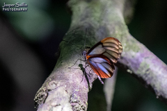 Greta alphesiboea