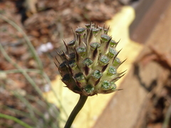 Cephalaria transsylvanica