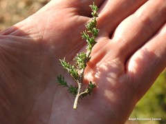 Thymus lacaitae