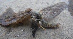 Ephemerellidae