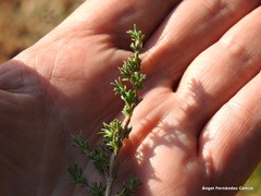 Thymus lacaitae