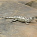 Sceloporus olivaceus - Photo (c) John Brush, osa oikeuksista pidätetään (CC BY-NC), lähettänyt John Brush