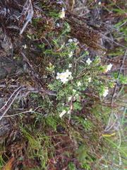 Lachnaea filicaulis