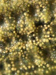 Radiospongilla cerebellata