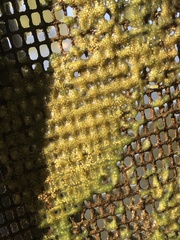 Radiospongilla cerebellata