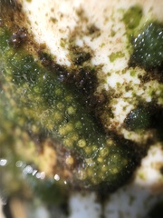 Radiospongilla cerebellata