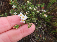 Lachnaea filicaulis