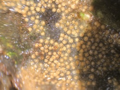 Radiospongilla cerebellata