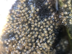 Radiospongilla cerebellata