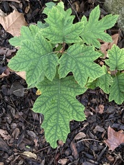 Hydrangea quercifolia
