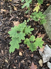 Hydrangea quercifolia