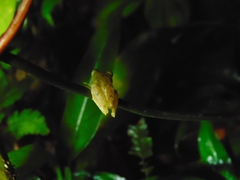 Pristimantis caryophyllaceus